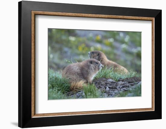 WA. Endemic Olympic Marmot (Marmota olympus) juveniles romp near Hurricane Ridge, Olympic NP.-Gary Luhm-Framed Photographic Print