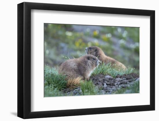 WA. Endemic Olympic Marmot (Marmota olympus) juveniles romp near Hurricane Ridge, Olympic NP.-Gary Luhm-Framed Photographic Print