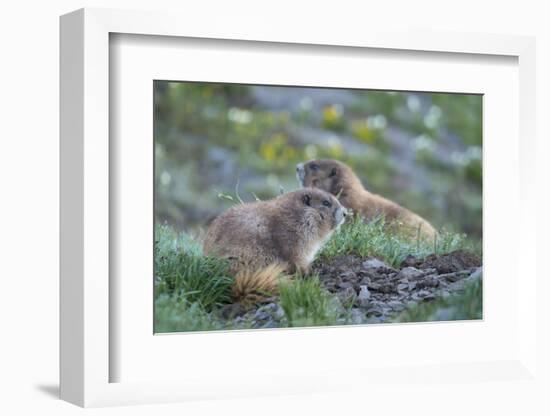 WA. Endemic Olympic Marmot (Marmota olympus) juveniles romp near Hurricane Ridge, Olympic NP.-Gary Luhm-Framed Photographic Print