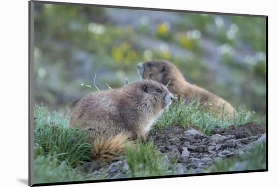 WA. Endemic Olympic Marmot (Marmota olympus) juveniles romp near Hurricane Ridge, Olympic NP.-Gary Luhm-Mounted Photographic Print