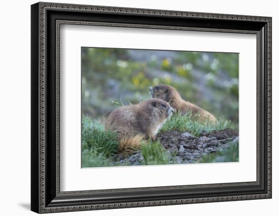 WA. Endemic Olympic Marmot (Marmota olympus) juveniles romp near Hurricane Ridge, Olympic NP.-Gary Luhm-Framed Photographic Print
