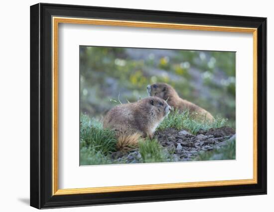 WA. Endemic Olympic Marmot (Marmota olympus) juveniles romp near Hurricane Ridge, Olympic NP.-Gary Luhm-Framed Photographic Print