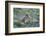 WA. Endemic Olympic Marmot (Marmota olympus) juveniles romp near Hurricane Ridge, Olympic NP.-Gary Luhm-Framed Photographic Print