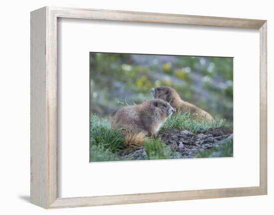 WA. Endemic Olympic Marmot (Marmota olympus) juveniles romp near Hurricane Ridge, Olympic NP.-Gary Luhm-Framed Photographic Print