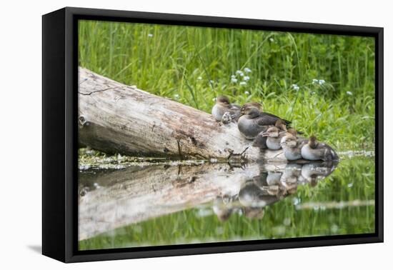 WA. Female Hooded Merganser (Lophodytes cucullatus) on a log with ducklings in Western Washington.-Gary Luhm-Framed Premier Image Canvas