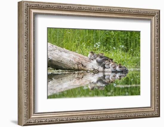 WA. Female Hooded Merganser (Lophodytes cucullatus) on a log with ducklings in Western Washington.-Gary Luhm-Framed Photographic Print