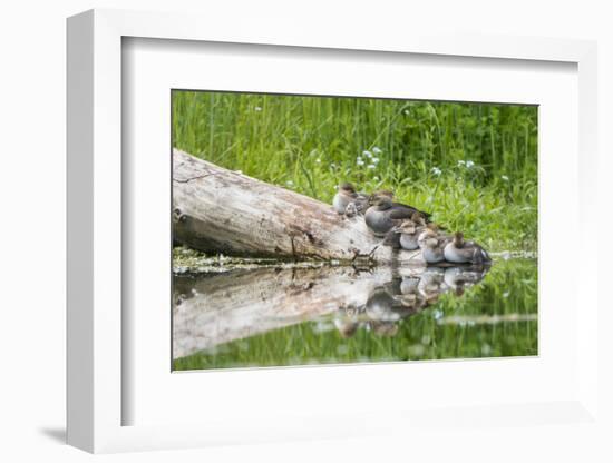 WA. Female Hooded Merganser (Lophodytes cucullatus) on a log with ducklings in Western Washington.-Gary Luhm-Framed Photographic Print