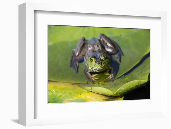 Wa, Juanita Bay Wetland, Bullfrog, Female, Rana Catesbeiana-Jamie And Judy Wild-Framed Photographic Print