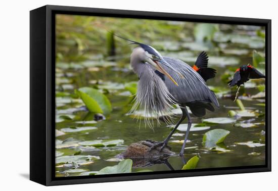 Wa, Juanita Bay Wetland, Great Blue Heron, Ardea Herodias-Jamie And Judy Wild-Framed Premier Image Canvas