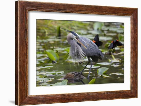 Wa, Juanita Bay Wetland, Great Blue Heron, Ardea Herodias-Jamie And Judy Wild-Framed Photographic Print