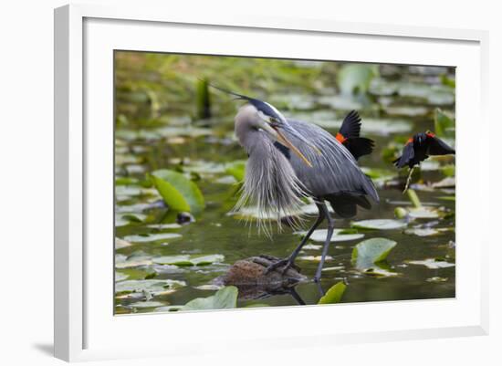 Wa, Juanita Bay Wetland, Great Blue Heron, Ardea Herodias-Jamie And Judy Wild-Framed Photographic Print
