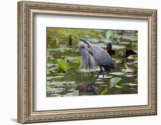 Wa, Juanita Bay Wetland, Great Blue Heron, Ardea Herodias-Jamie And Judy Wild-Framed Photographic Print