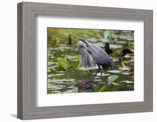 Wa, Juanita Bay Wetland, Great Blue Heron, Ardea Herodias-Jamie And Judy Wild-Framed Photographic Print