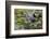 Wa, Juanita Bay Wetland, Great Blue Heron, Ardea Herodias-Jamie And Judy Wild-Framed Photographic Print