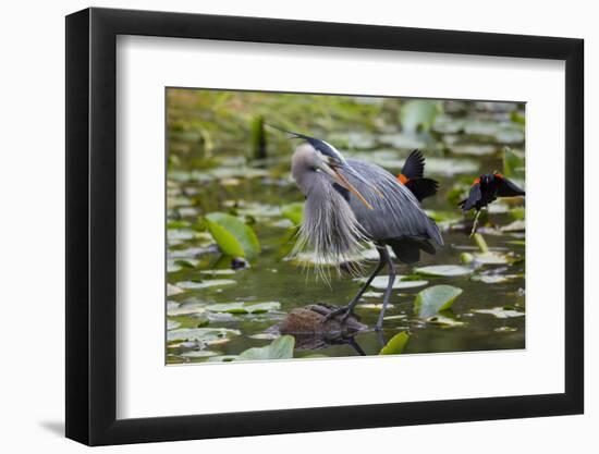 Wa, Juanita Bay Wetland, Great Blue Heron, Ardea Herodias-Jamie And Judy Wild-Framed Photographic Print