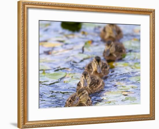 Wa, Juanita Bay Wetland, Mallard Ducklings, Anas Platyrhynchos-Jamie And Judy Wild-Framed Photographic Print