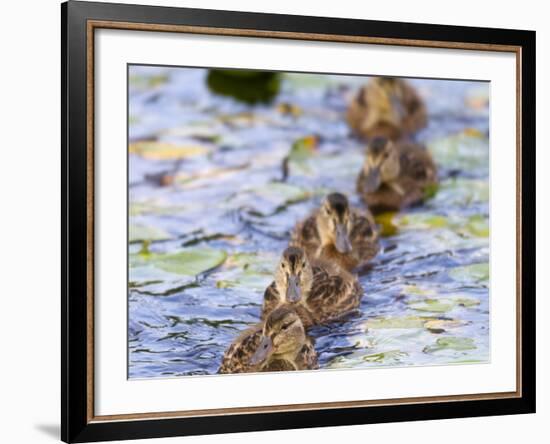 Wa, Juanita Bay Wetland, Mallard Ducklings, Anas Platyrhynchos-Jamie And Judy Wild-Framed Photographic Print