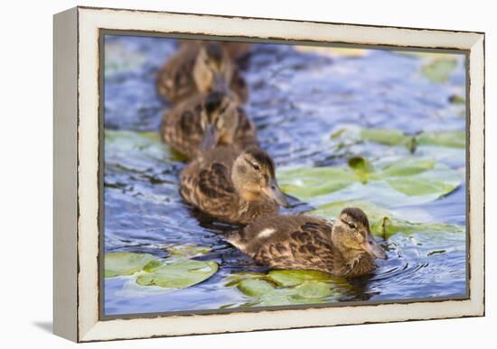 Wa, Juanita Bay Wetland, Mallard Ducklings, Anas Platyrhynchos-Jamie And Judy Wild-Framed Premier Image Canvas