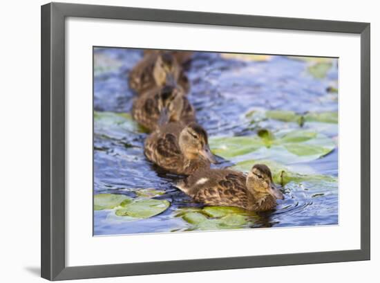 Wa, Juanita Bay Wetland, Mallard Ducklings, Anas Platyrhynchos-Jamie And Judy Wild-Framed Photographic Print