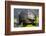 Wa, Juanita, Juanita Bay Wetland, Painted Turtle, Chrysemys Picta-Jamie And Judy Wild-Framed Photographic Print