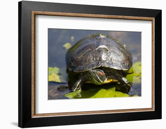 Wa, Juanita, Juanita Bay Wetland, Painted Turtle, Chrysemys Picta-Jamie And Judy Wild-Framed Photographic Print