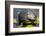 Wa, Juanita, Juanita Bay Wetland, Painted Turtle, Chrysemys Picta-Jamie And Judy Wild-Framed Photographic Print