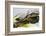 Wa, Juanita, Juanita Bay Wetland, Painted Turtles, Chrysemys Picta-Jamie And Judy Wild-Framed Photographic Print