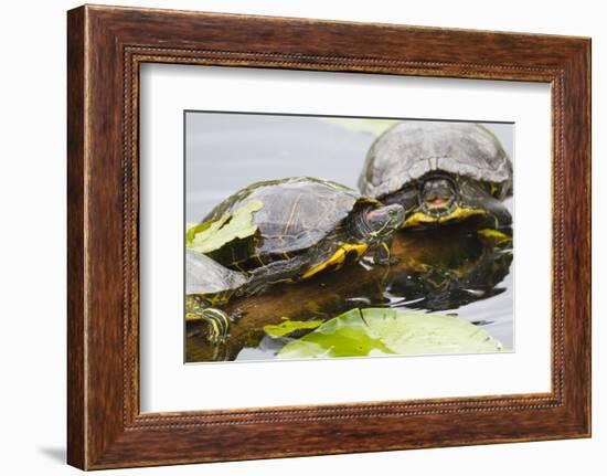 Wa, Juanita, Juanita Bay Wetland, Painted Turtles, Chrysemys Picta-Jamie And Judy Wild-Framed Photographic Print