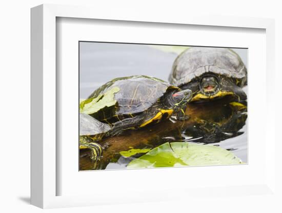 Wa, Juanita, Juanita Bay Wetland, Painted Turtles, Chrysemys Picta-Jamie And Judy Wild-Framed Photographic Print