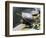 Wa, Juanita, Juanita Bay Wetland, Painted Turtles, Chrysemys Picta-Jamie And Judy Wild-Framed Photographic Print