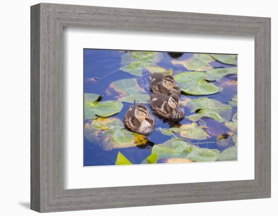 Wa, Mercer Slough, Wood Duck Ducklings, Aix Sponsa-Jamie And Judy Wild-Framed Photographic Print