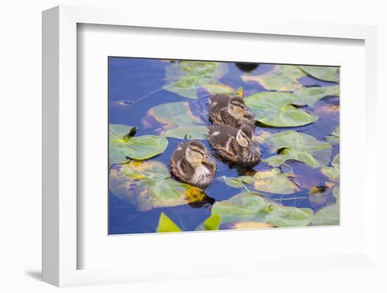 Wa, Mercer Slough, Wood Duck Ducklings, Aix Sponsa-Jamie And Judy Wild-Framed Photographic Print