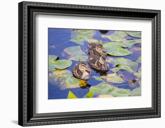 Wa, Mercer Slough, Wood Duck Ducklings, Aix Sponsa-Jamie And Judy Wild-Framed Photographic Print