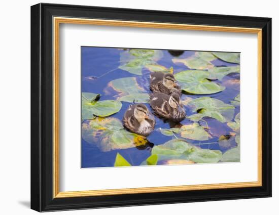Wa, Mercer Slough, Wood Duck Ducklings, Aix Sponsa-Jamie And Judy Wild-Framed Photographic Print