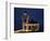 WA, Mukilteo, Mukilteo Lighthouse, established in 1906, with holiday lights-Jamie & Judy Wild-Framed Photographic Print