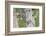 WA. Multiple images of a Red-breasted Sapsucker flying from nest in a red alder snag-Gary Luhm-Framed Photographic Print