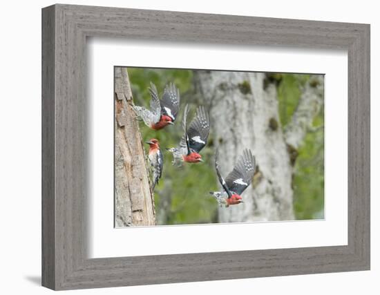 WA. Multiple images of a Red-breasted Sapsucker flying from nest in a red alder snag-Gary Luhm-Framed Photographic Print