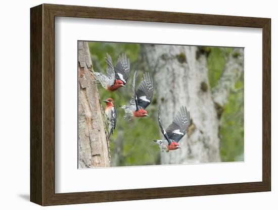 WA. Multiple images of a Red-breasted Sapsucker flying from nest in a red alder snag-Gary Luhm-Framed Photographic Print