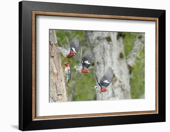 WA. Multiple images of a Red-breasted Sapsucker flying from nest in a red alder snag-Gary Luhm-Framed Photographic Print