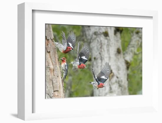 WA. Multiple images of a Red-breasted Sapsucker flying from nest in a red alder snag-Gary Luhm-Framed Photographic Print