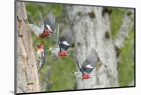 WA. Multiple images of a Red-breasted Sapsucker flying from nest in a red alder snag-Gary Luhm-Mounted Photographic Print