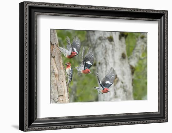 WA. Multiple images of a Red-breasted Sapsucker flying from nest in a red alder snag-Gary Luhm-Framed Photographic Print