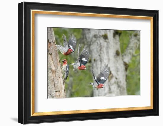 WA. Multiple images of a Red-breasted Sapsucker flying from nest in a red alder snag-Gary Luhm-Framed Photographic Print