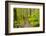 Wa, Olympic National Park, Sol Duc Valley, Forest Trail-Jamie And Judy Wild-Framed Photographic Print