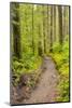 Wa, Olympic National Park, Sol Duc Valley, Forest Trail-Jamie And Judy Wild-Mounted Photographic Print