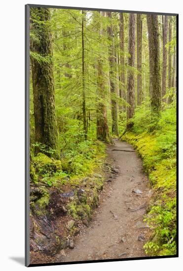 Wa, Olympic National Park, Sol Duc Valley, Forest Trail-Jamie And Judy Wild-Mounted Photographic Print