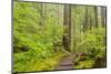 Wa, Olympic National Park, Sol Duc Valley, Forest Trail-Jamie And Judy Wild-Mounted Photographic Print