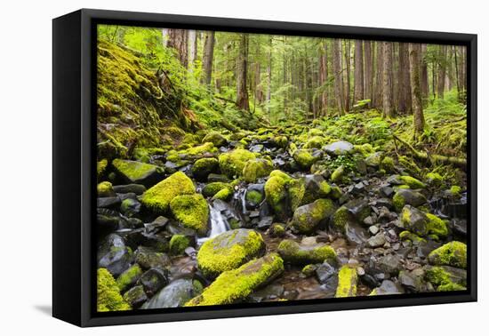 Wa, Olympic National Park, Sol Duc Valley, Stream with Mossy Rocks-Jamie And Judy Wild-Framed Premier Image Canvas