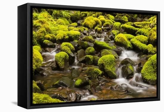 Wa, Olympic National Park, Sol Duc Valley, Stream with Mossy Rocks-Jamie And Judy Wild-Framed Premier Image Canvas