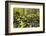 Wa, Olympic National Park, Sol Duc Valley, Stream with Mossy Rocks-Jamie And Judy Wild-Framed Photographic Print